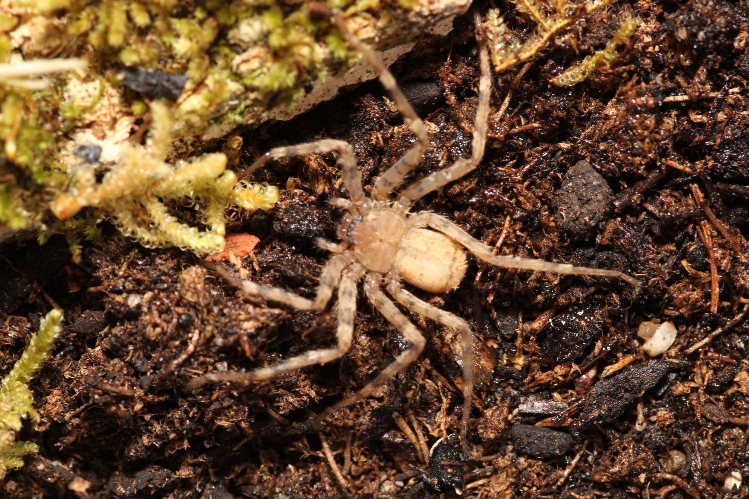 Selenops radiata Sub adult/Adult Egyptian tomb crawler