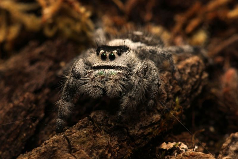 Phidippus regius "Apalachicola" Captive Bred Unsexed 5-6i Apalachicola regal jumping spider (Freebie Over $100 "Before Shipping")