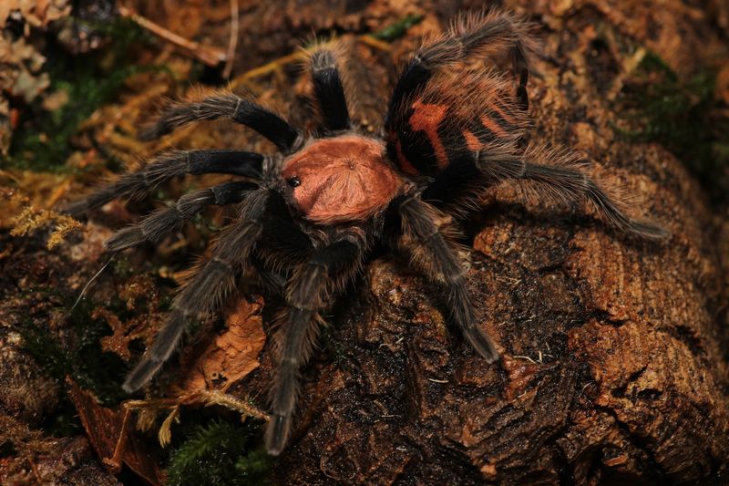 Davus pentaloris 3" Female Guatemalan tiger rump