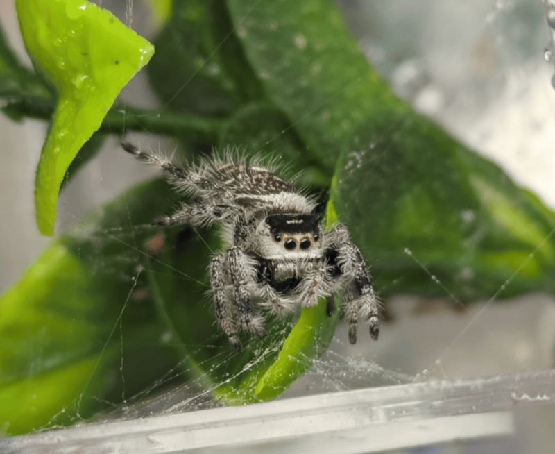 Phidippus regius Captive Bred 5-6i Unsexed Regal Jumping Spider "Oreo"