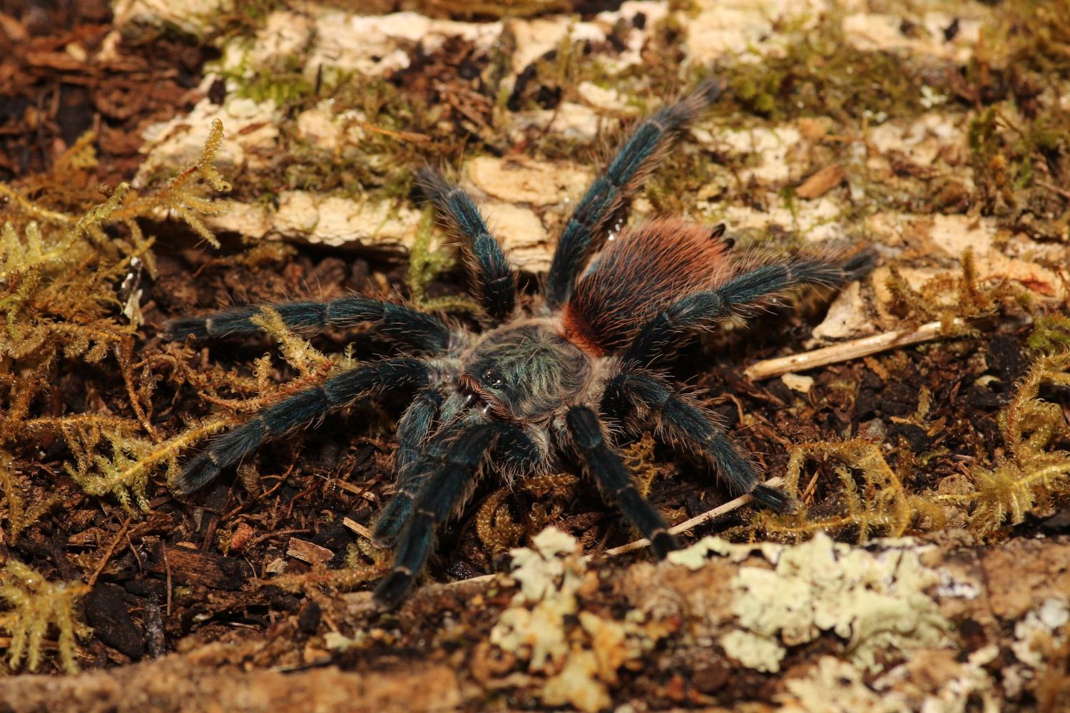 Dolichothele diamantinensis 3" Female Brazilian blue dwarf beauty