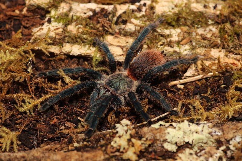 Dolichothele diamantinensis 3" Female Brazilian blue dwarf beauty
