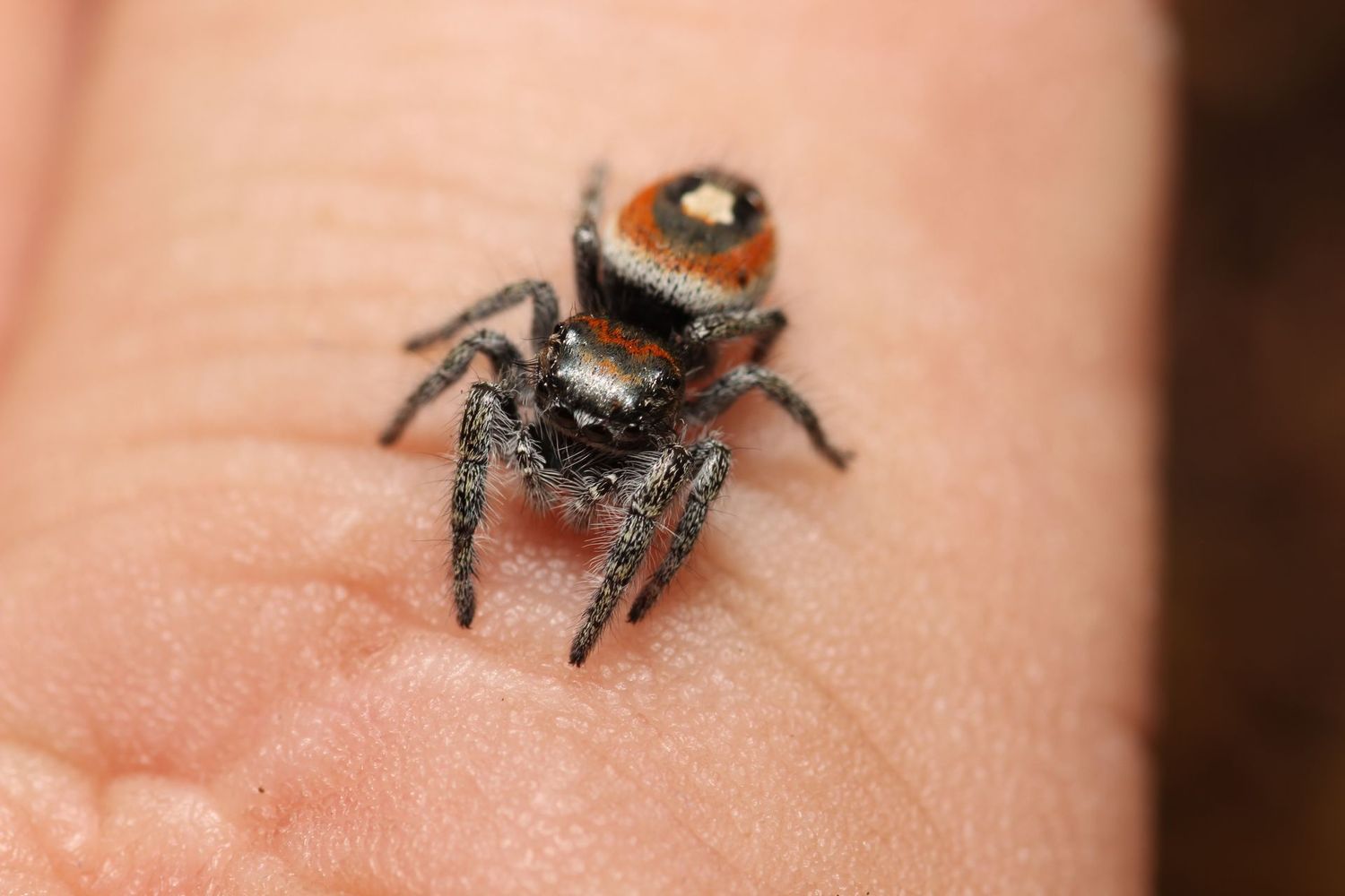 Phidippus aureus 7-8i Unsexed / Golden Jumping Spider