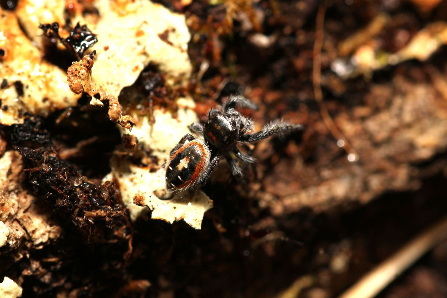 Phidippus morpheus  7-8i Unsexed / Dream jumping spider
