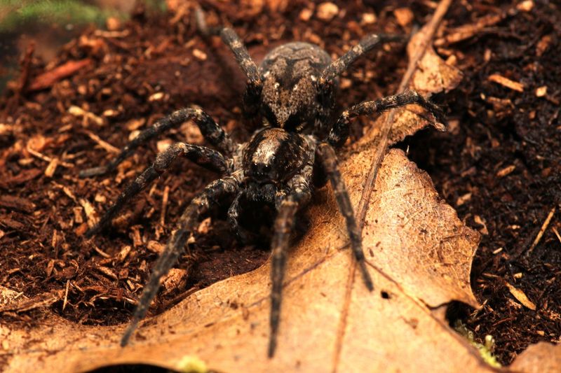 Gladiosa pulchra 1" Peppered wolf spider