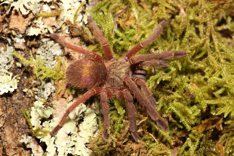 Ephebopus uatuman Female 2.5" Emerald skeleton