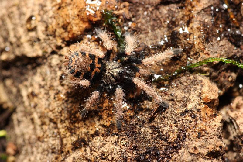 Chromatopelma cyaneopubescens 1"+ Green bottle blue