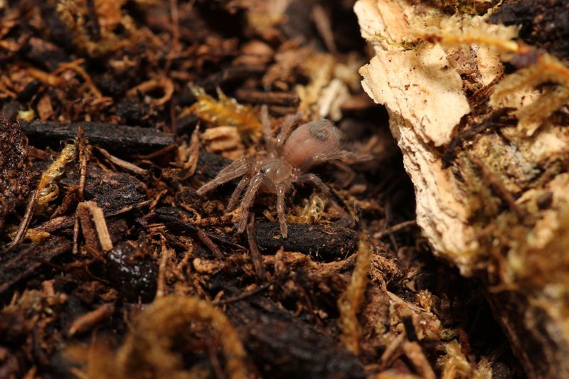 Acanthoscurria maga 1/4" Antillespink patch