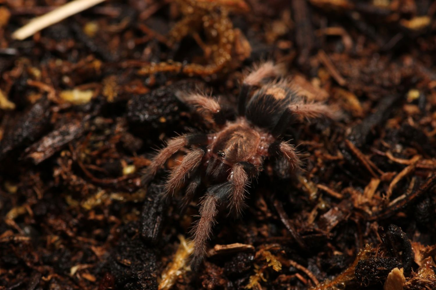 Bonnetina tanzeri 1/4" Michoacan red rump