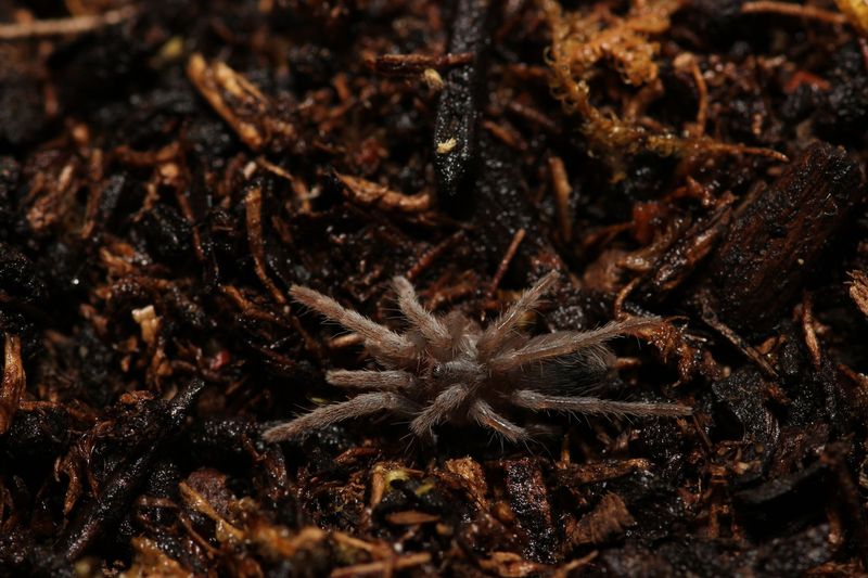 Cyriocosmus sp Pinturas 1/4"