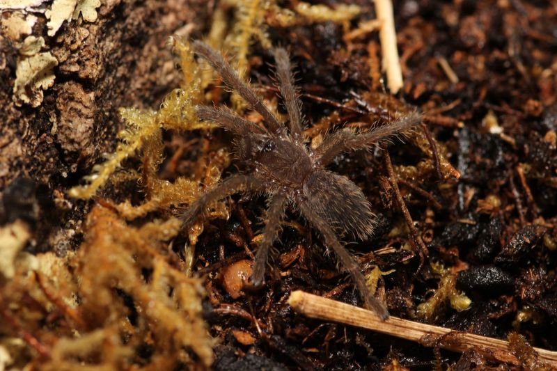 Cyriopagopus minax 'Big Black' 1/5" Thai Earth Tiger