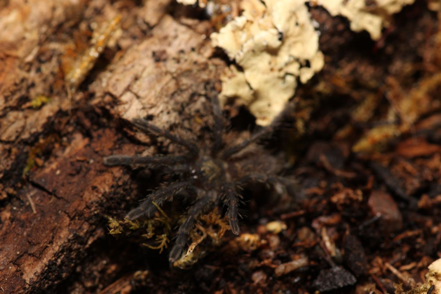 Harpactira marksi 3/4" Elizabethfontein baboon