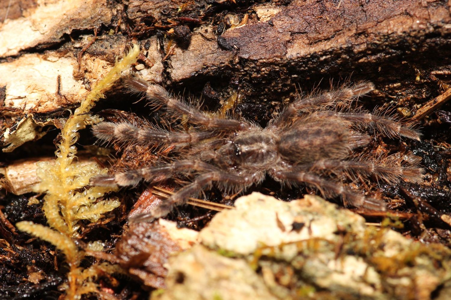 Poecilotheria striata 3/4" Mysore ornamental