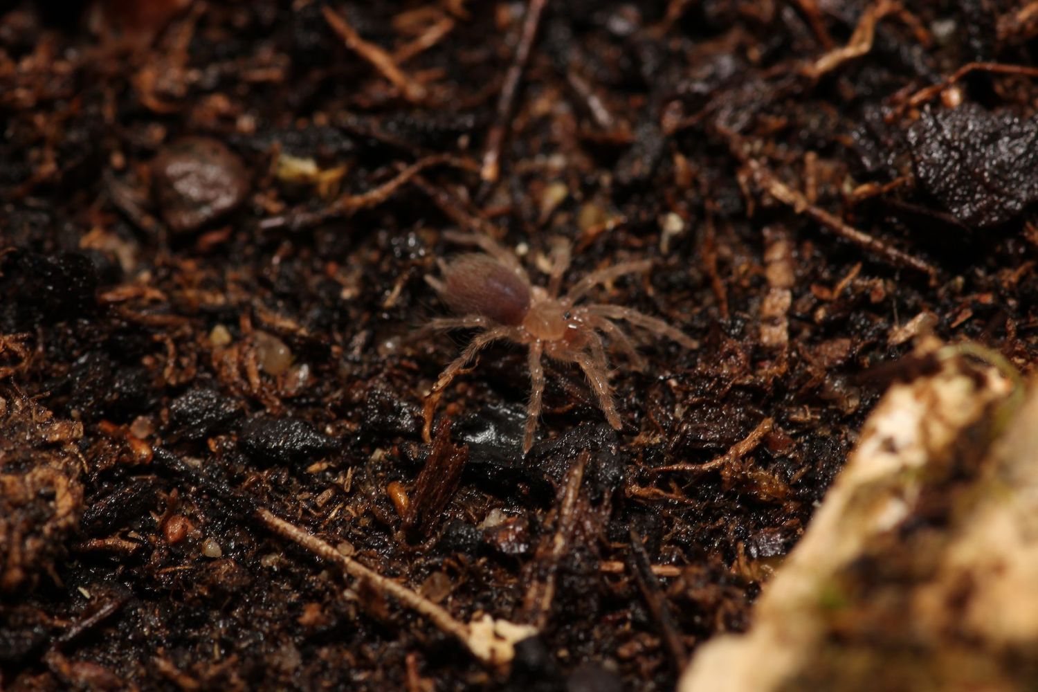 Aphonopelma sp Diamondback 1/4" Desert Diamondback