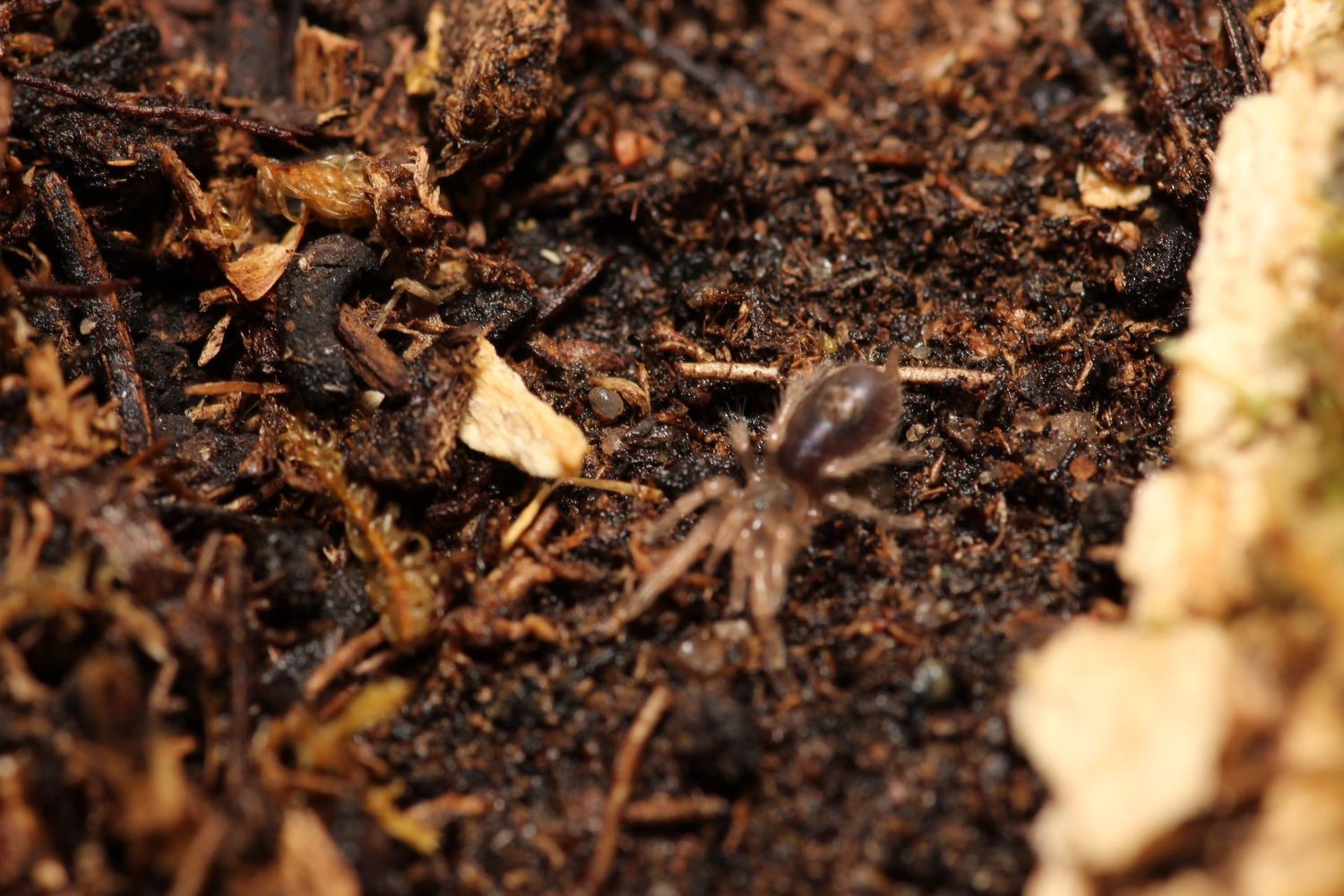 Cardiopelma mascatum 1/4" Orange flame rump