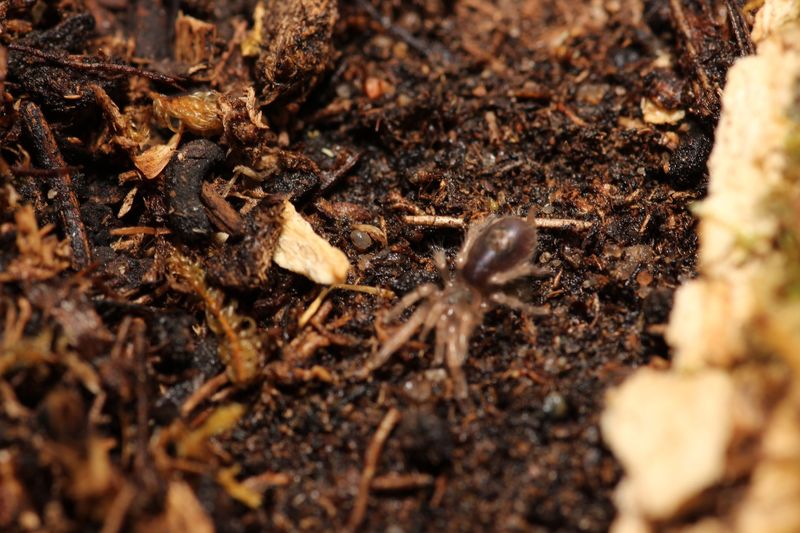 Cardiopelma mascatum 1/4" Orange flame rump