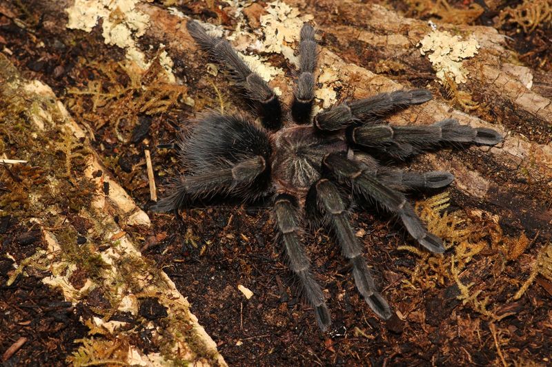 Phormictopus sp Full Green Female 5"