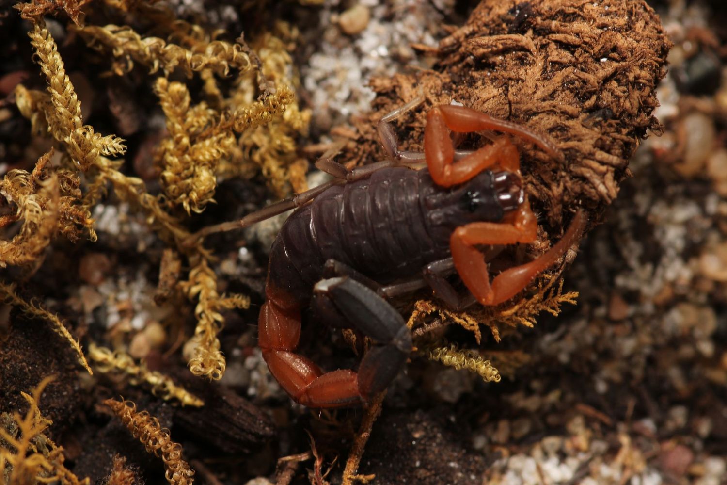 Teruelius flavopiceus 3/4i