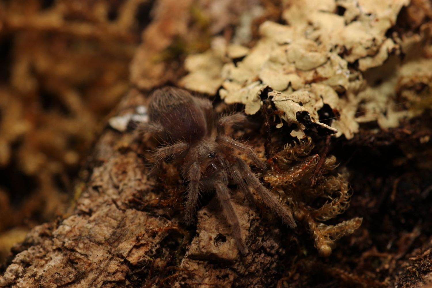Aphonopelma caniceps 1/4" Mexican black