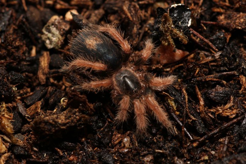 Bonnetina sp Chamela 1/4" Chamela blue femur
