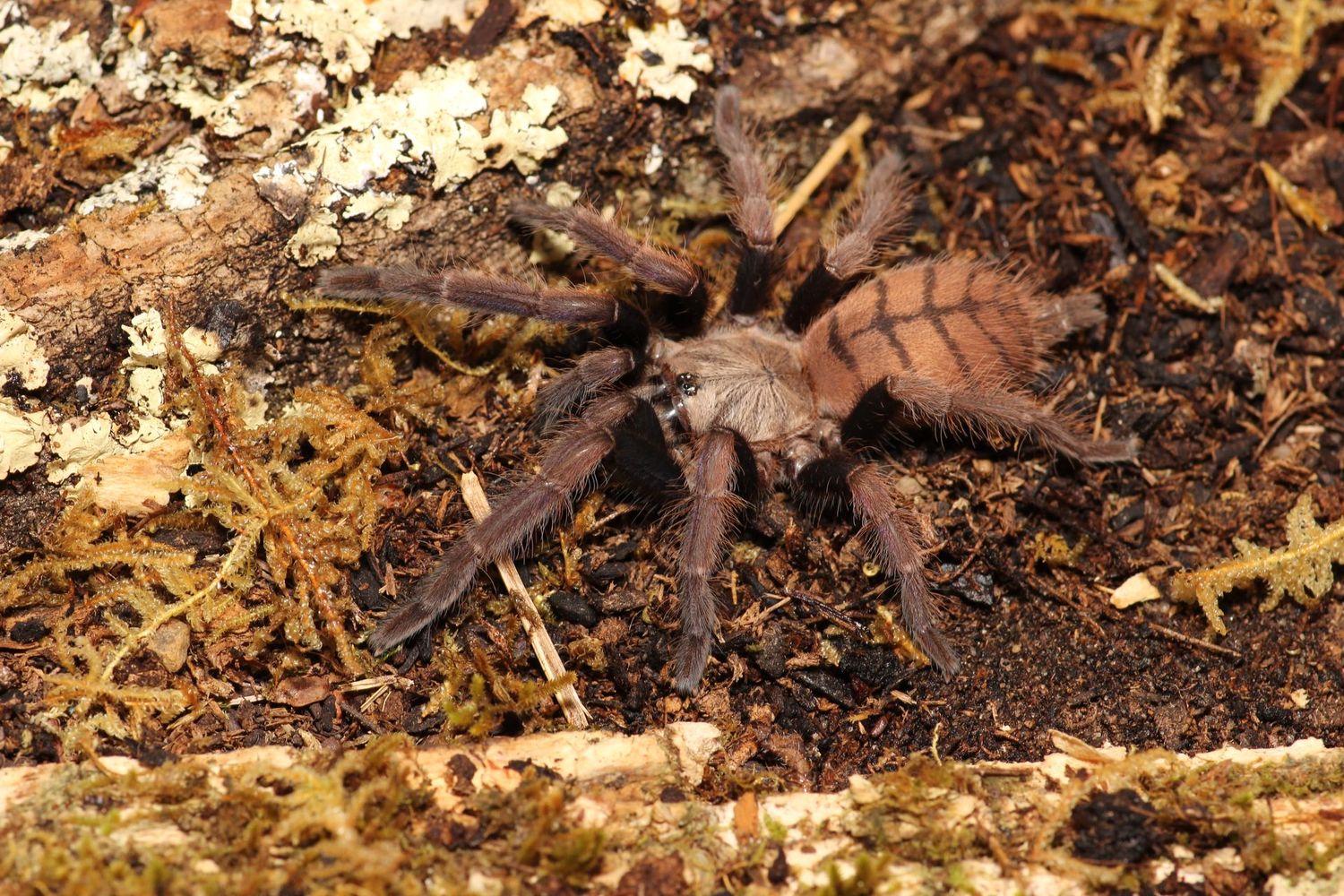 Chilobrachys fimbriatus Female 3"Indian violet
