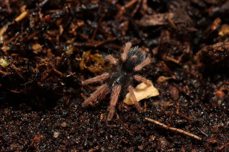 Cyriocosmus aueri 1/4" Peru dwarf red leg