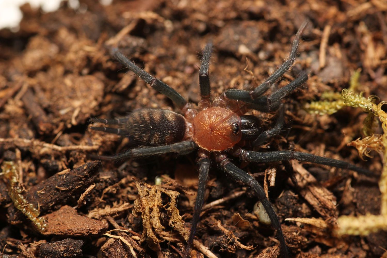 Dipluridae sp Golden Stripes 1/2"Golden striped curtain web
