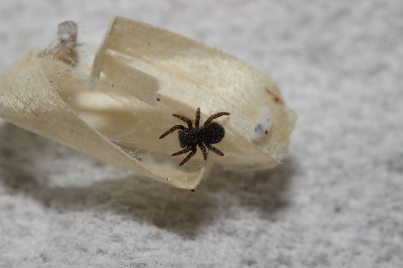 Eresus hermani 1/8" Hungarian velvet