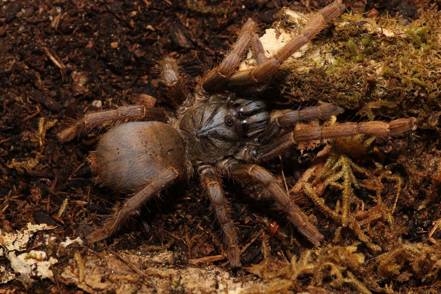 Ornithoctoninae sp "Vietnam Silver" Female 3"