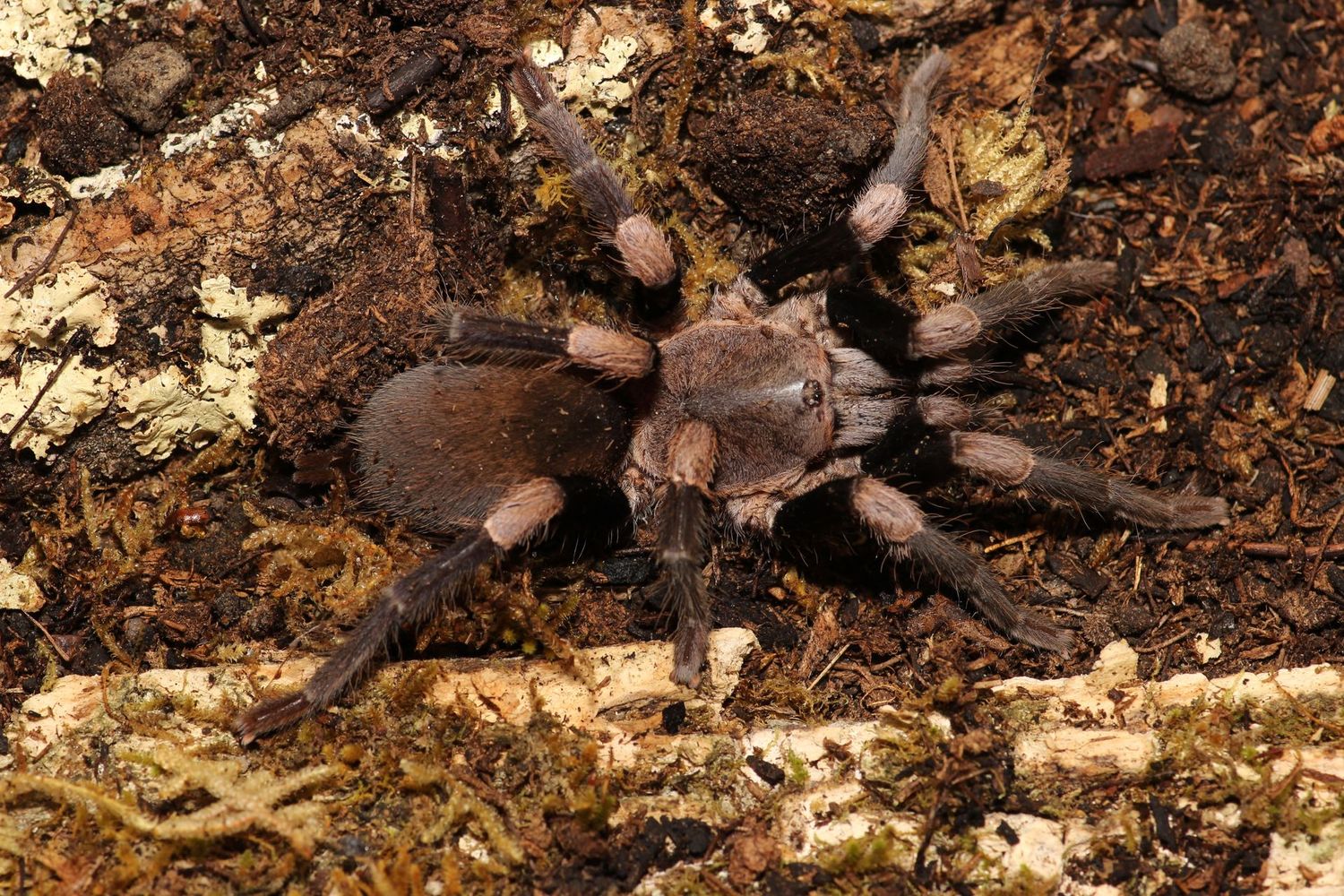 Haplocosmia himalayana Female 3" Himalayan earth tiger