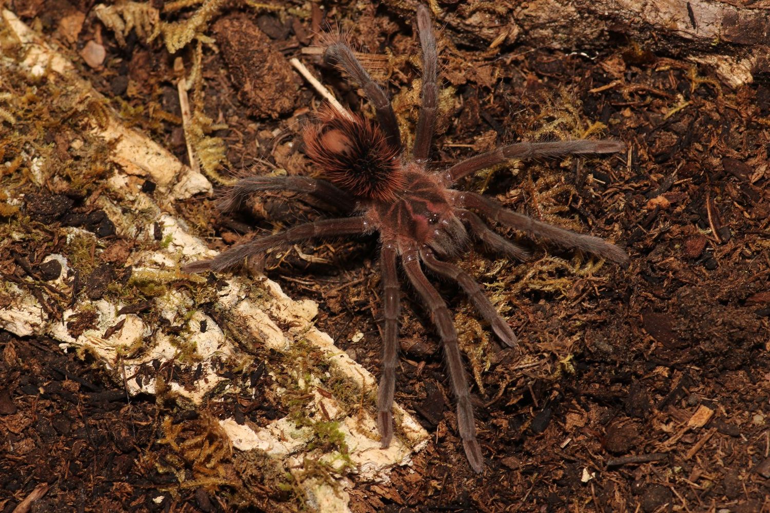 Xenesthis sp. 'Megascopula' Female 3.5"