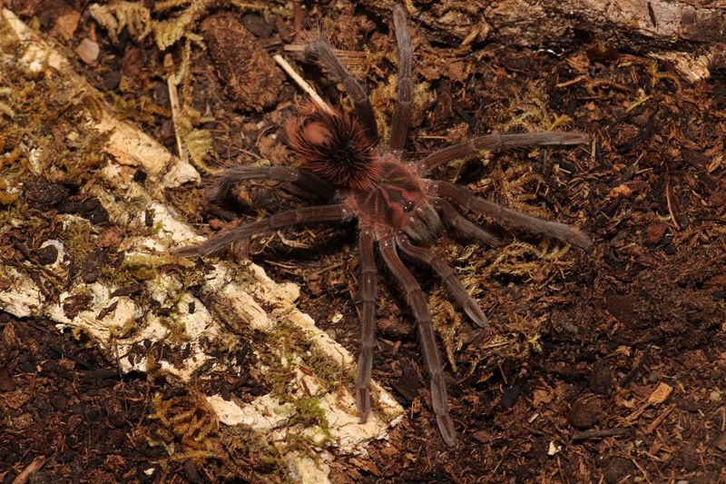 Xenesthis sp. 'Megascopula' Female 3.5"