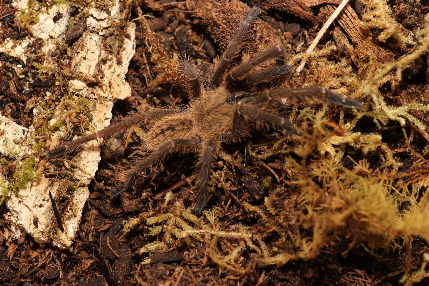 Cyriopagopus sp Nhen Dep 2" Nhen Dep earth tiger