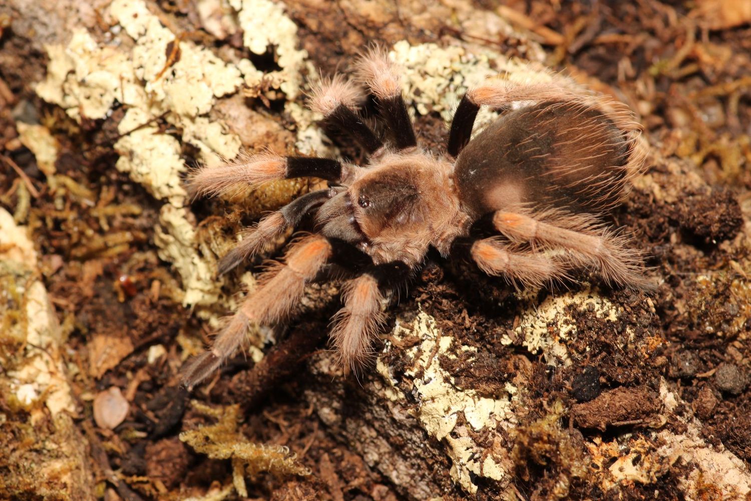 Brachypelma baumgarteni Female 2.5" Mexican orange beauty