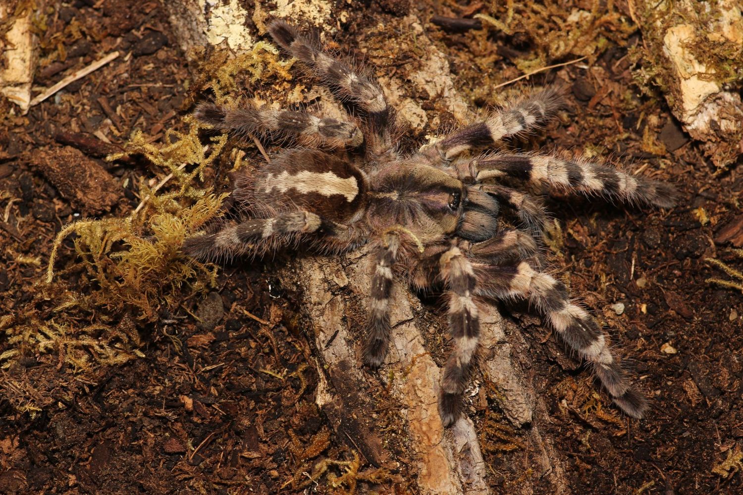 Poecilotheria tigrinawesseli Female 5-6" Wessel's tiger ornamental