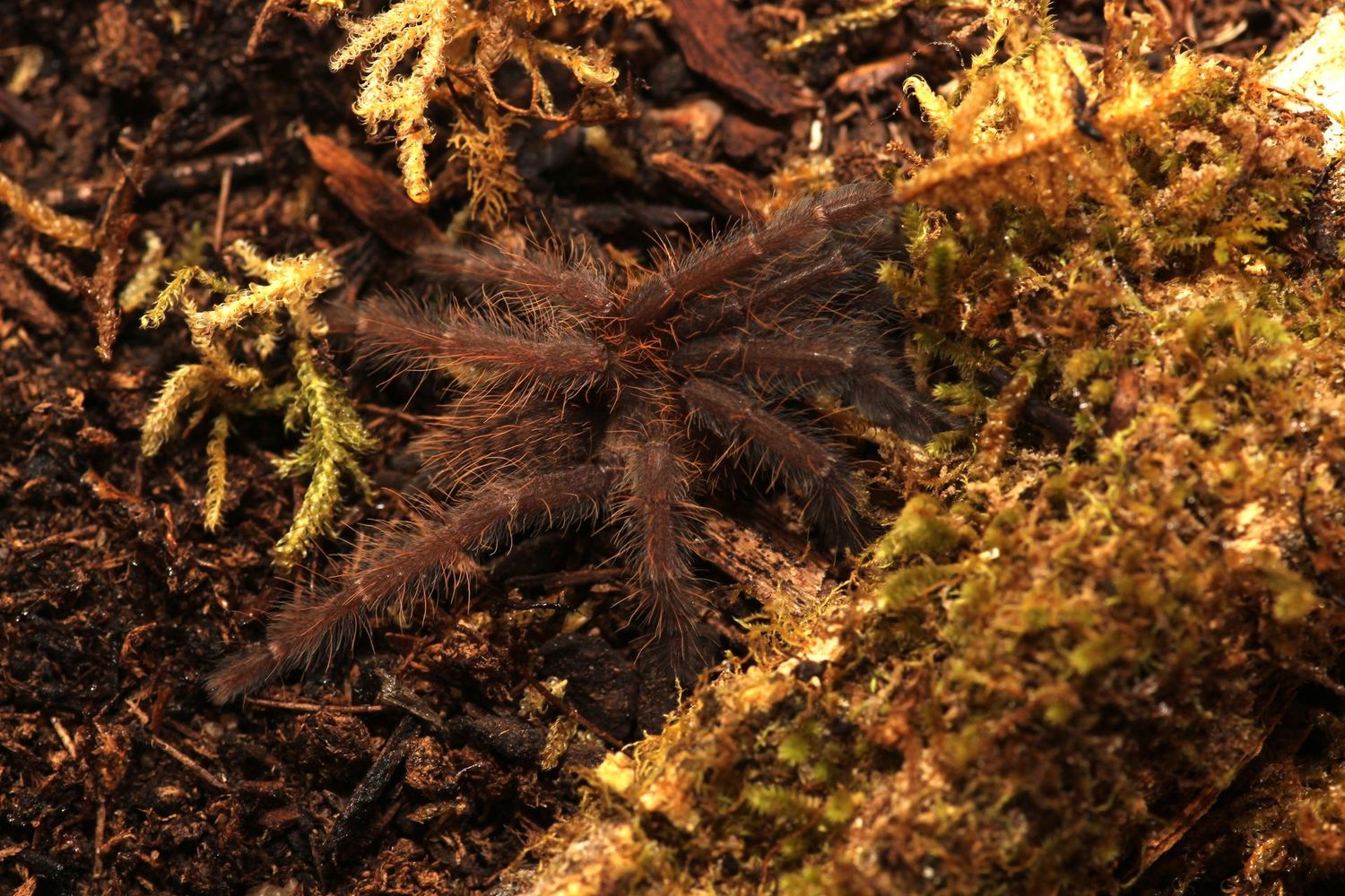 Phormingochilus everetti 1.5" Sarawak red tree tiger