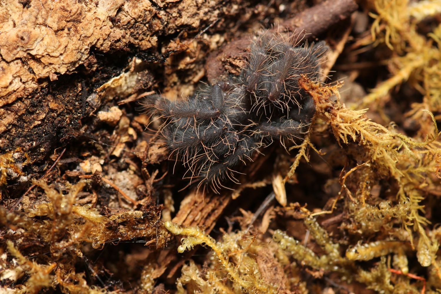 Phormingochilus sp. Sabah red 1" Sabah red earth tiger