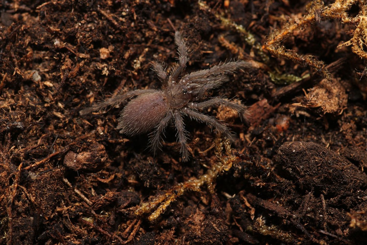 Chilobrachys sp "Orange" 3/4" Thailand orangesicle tarantula