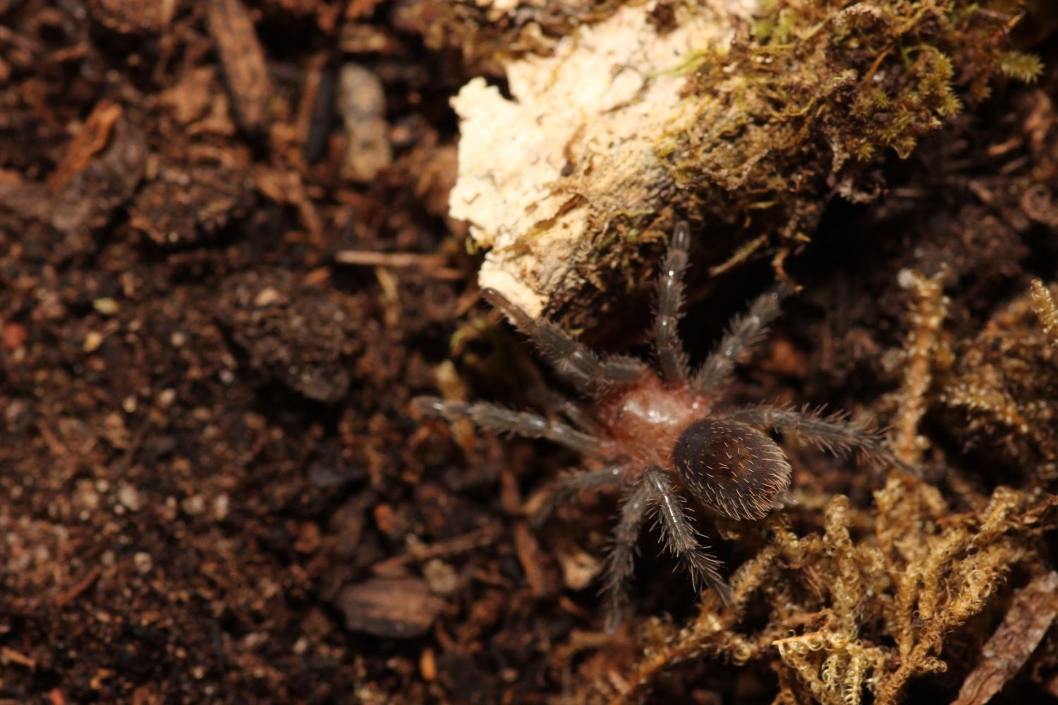 Homoeomma Sp. Blue 3/4"