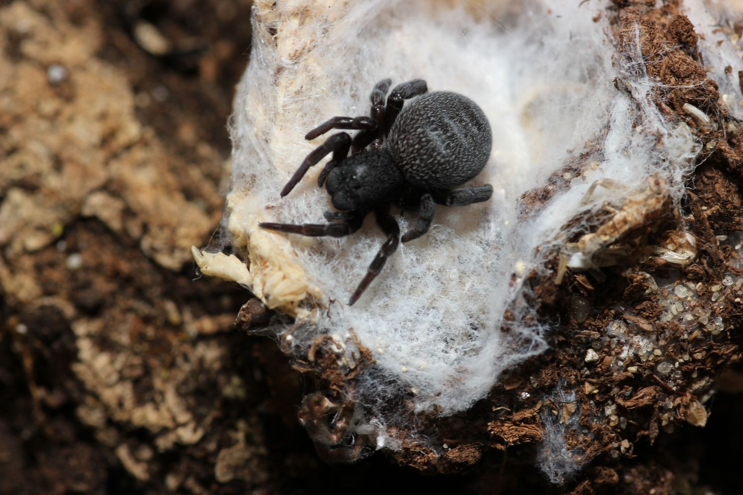 Eresus moravicus 1/2-3/4" Gold faced velvet