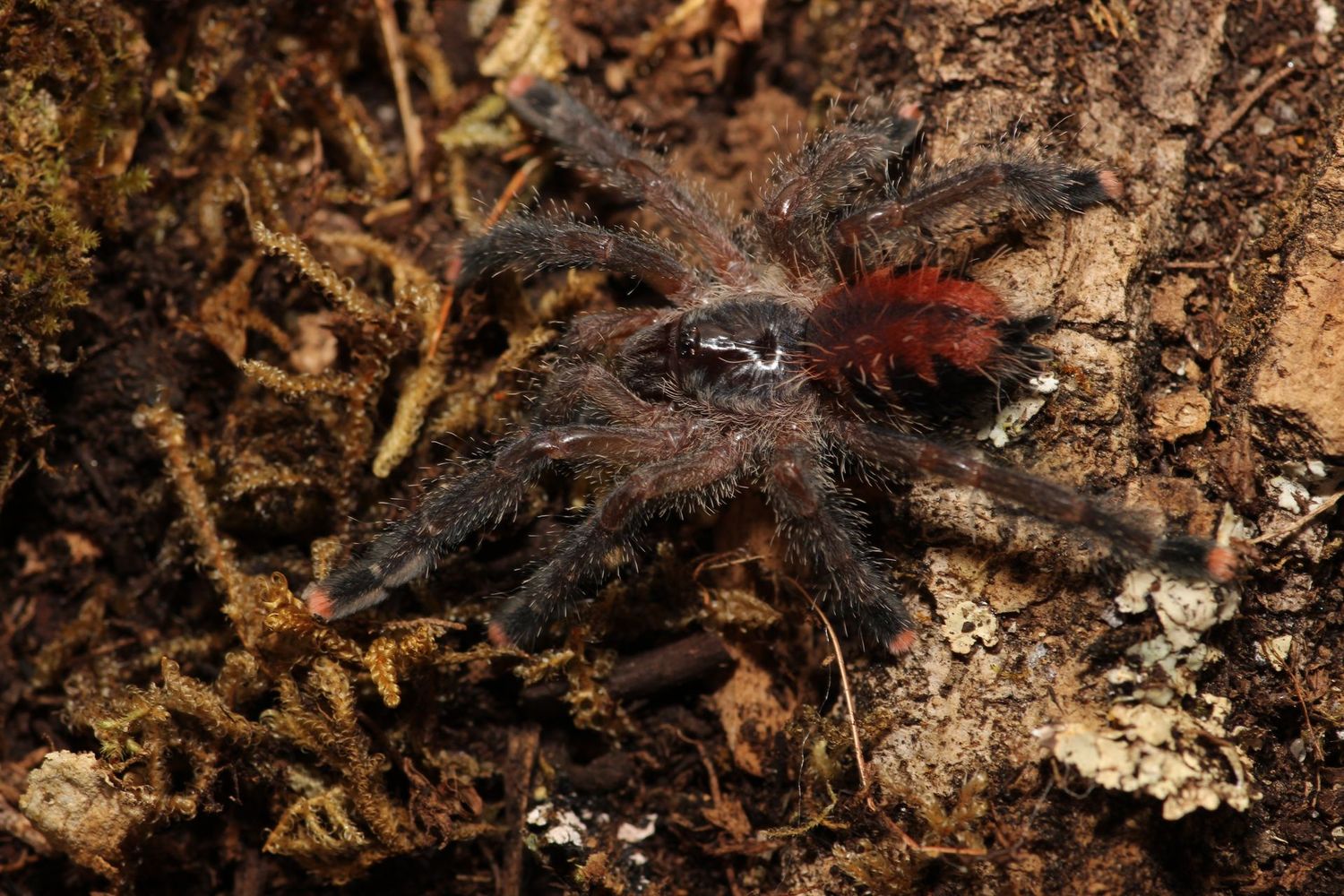 Avicularia geroldi 2" Brazilian blue green