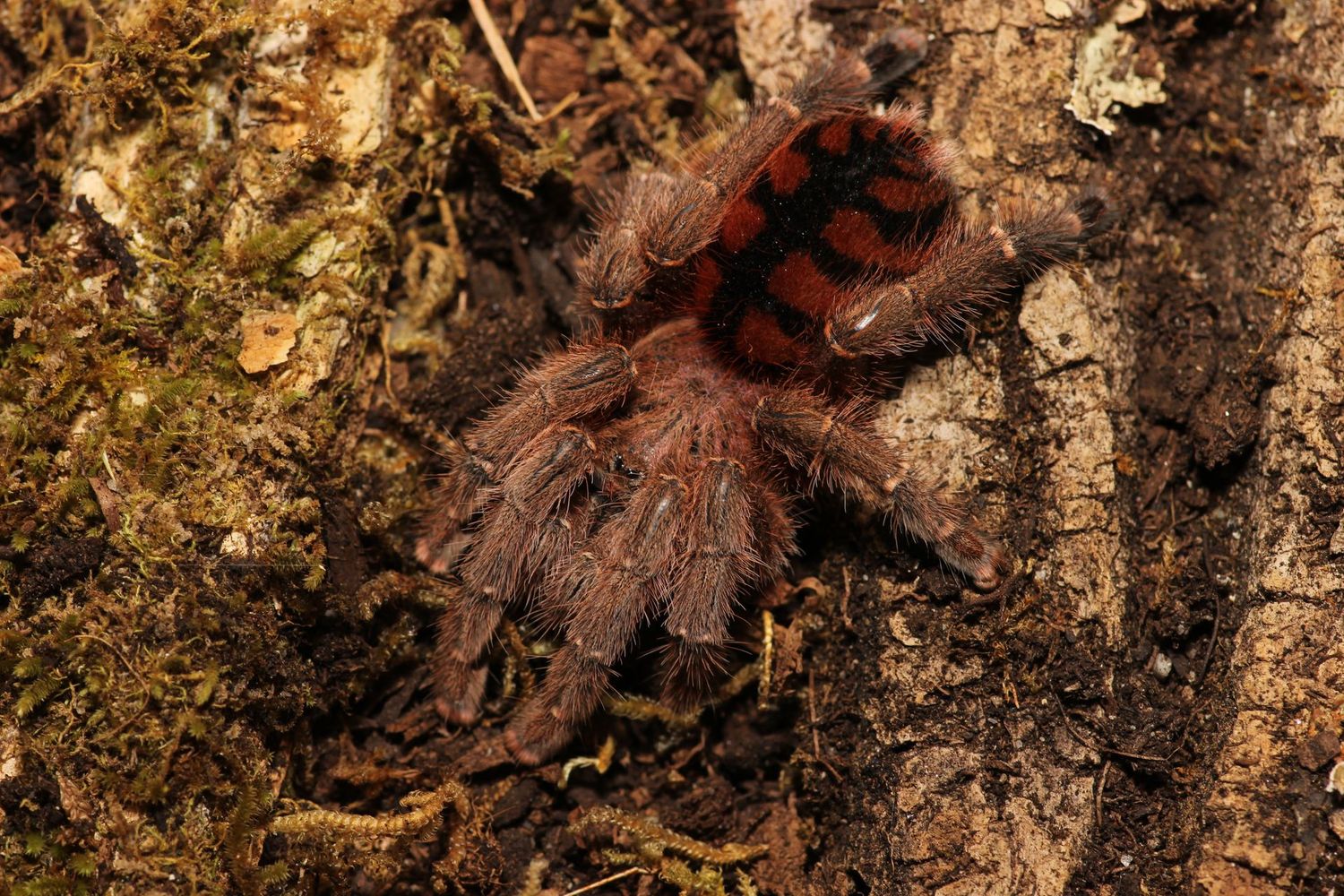 Avicularia minatrix Female 3" Dwarf red slate pink toe