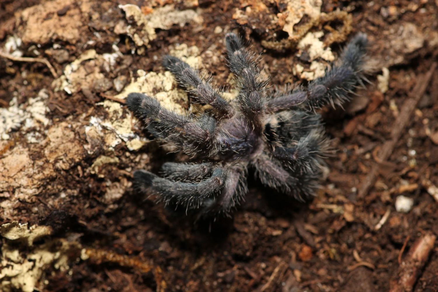 Avicularia sp Ecuador 1.5-2" Ecuadorian purple pink toe