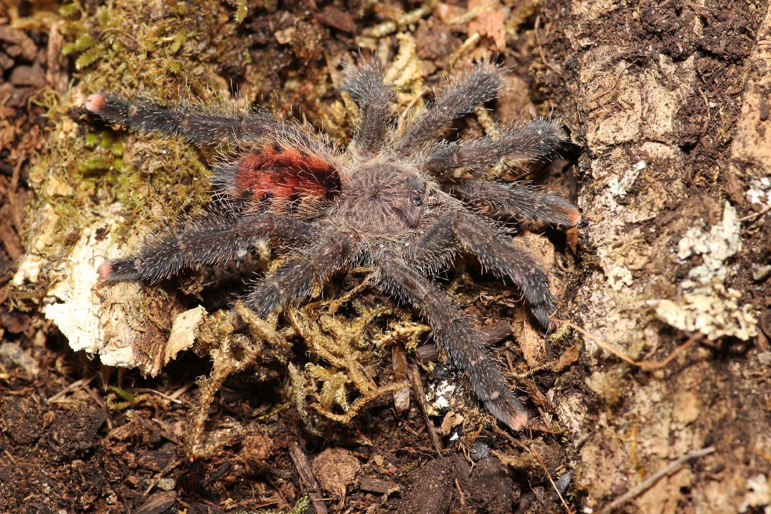 Acivularia juruensis M2 Female 2-2.5" Peru purple pink toe