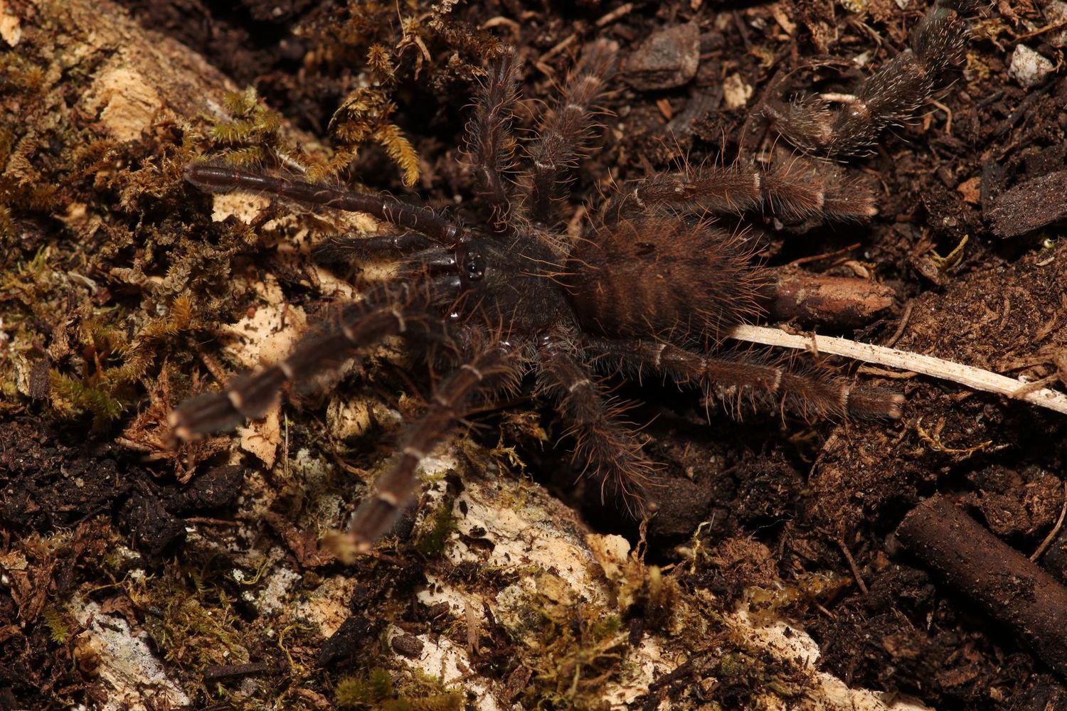Cyriopagopus sp. "Valhalla" 2"