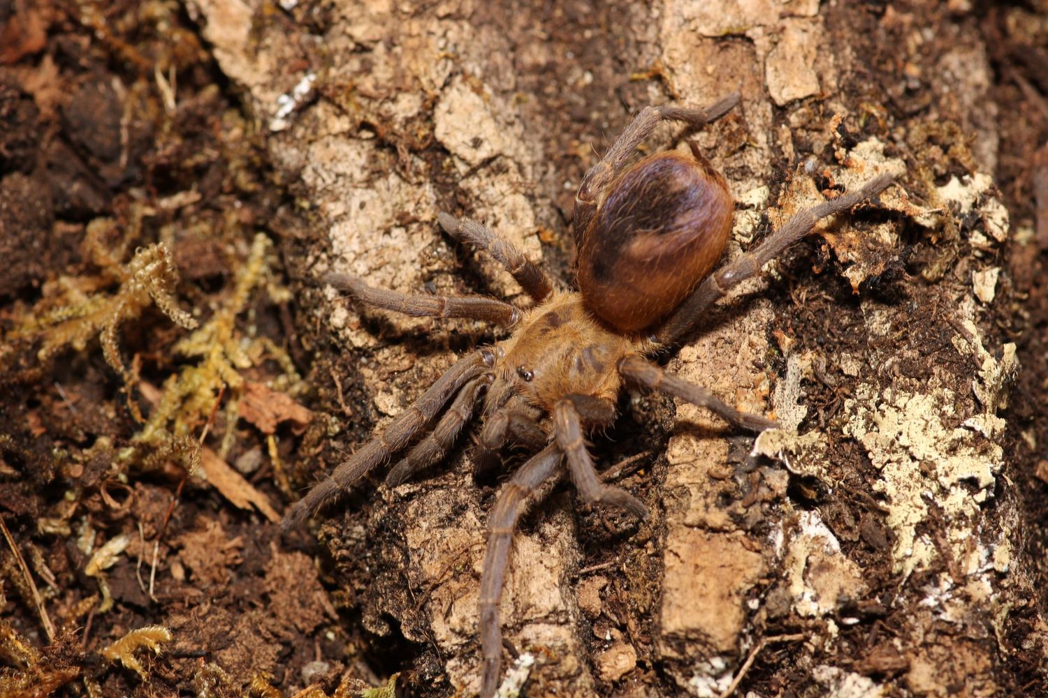 Spinosatibiapalpus. sp “Purple and gold” 1/8" Colombia