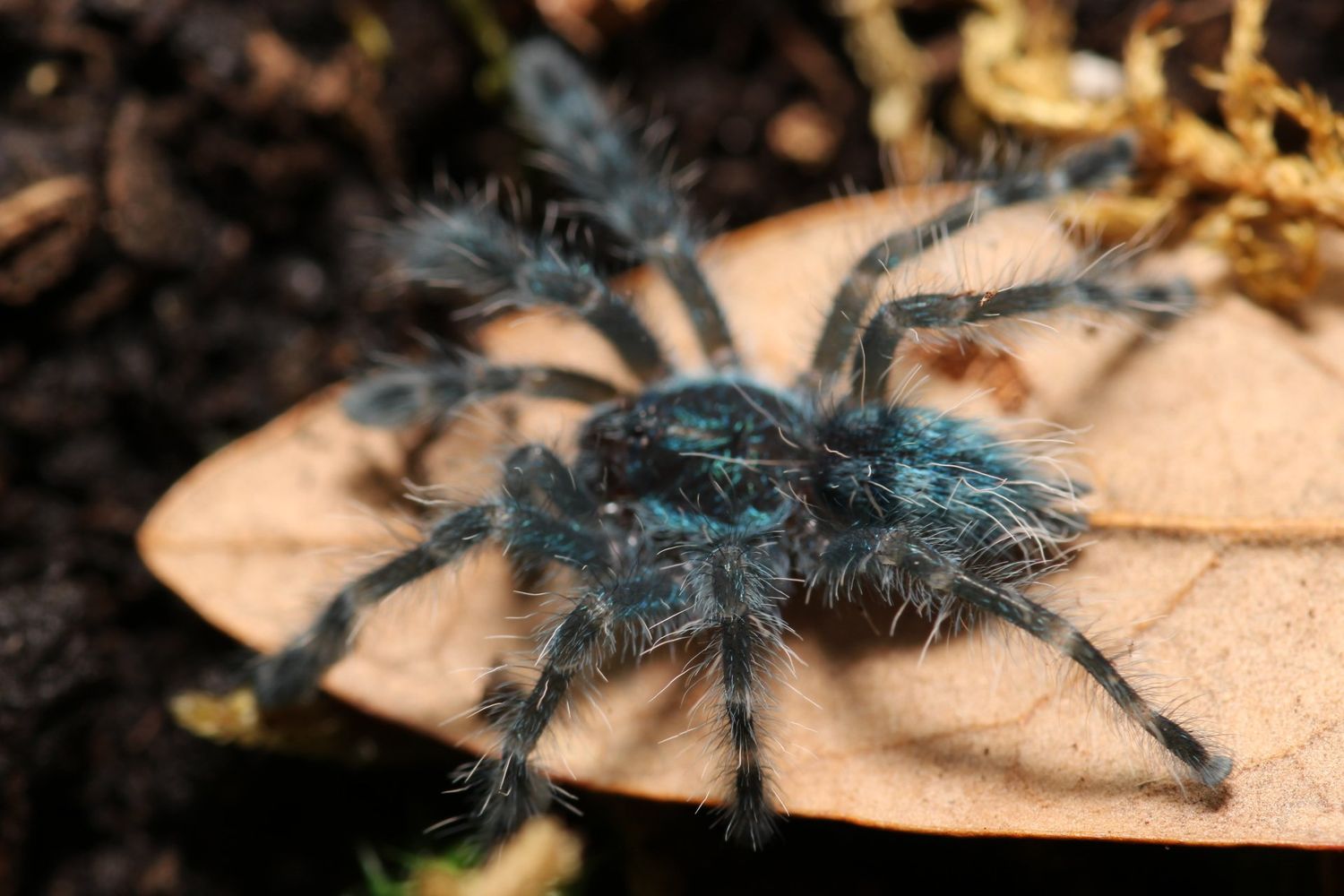 Caribena versicolor 1/2" Antilles pink toe (OLT Friday no further discounts)