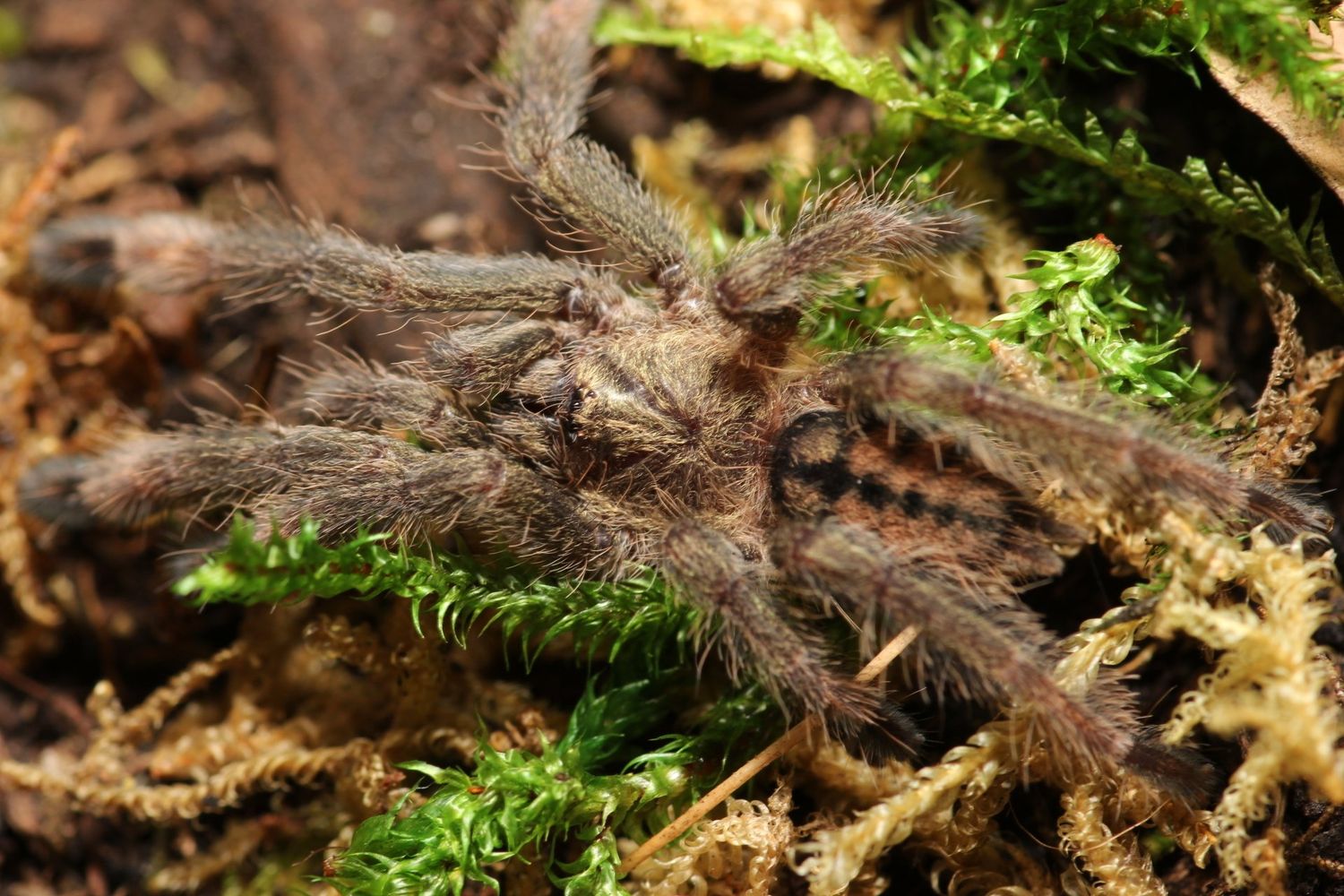 Psalmopoeus cambridgei 1/2" Trinidad chevron (OLT Friday no further discounts)