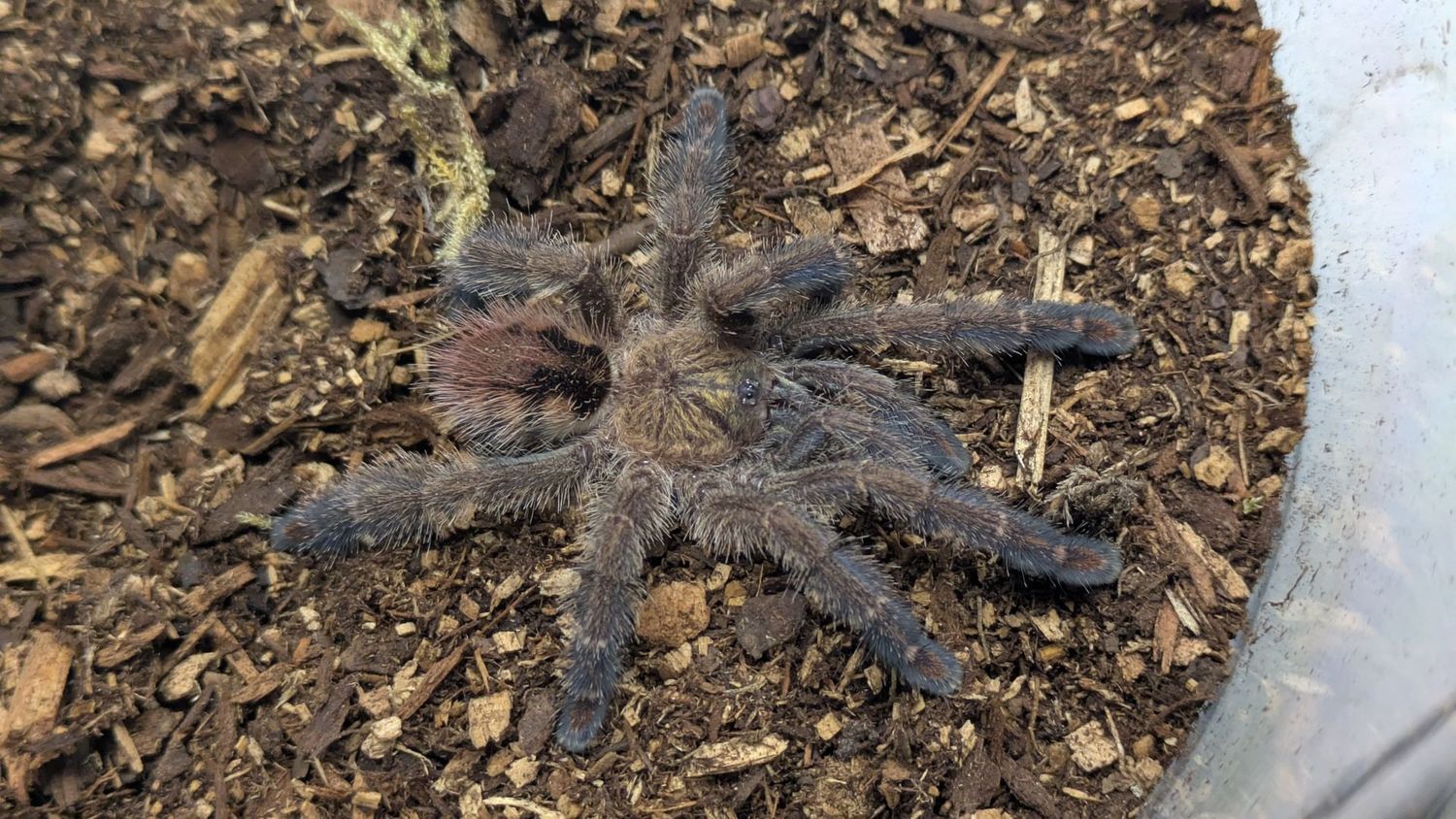 Ybyrapora diversipes Female 3" Amazon sapphire
