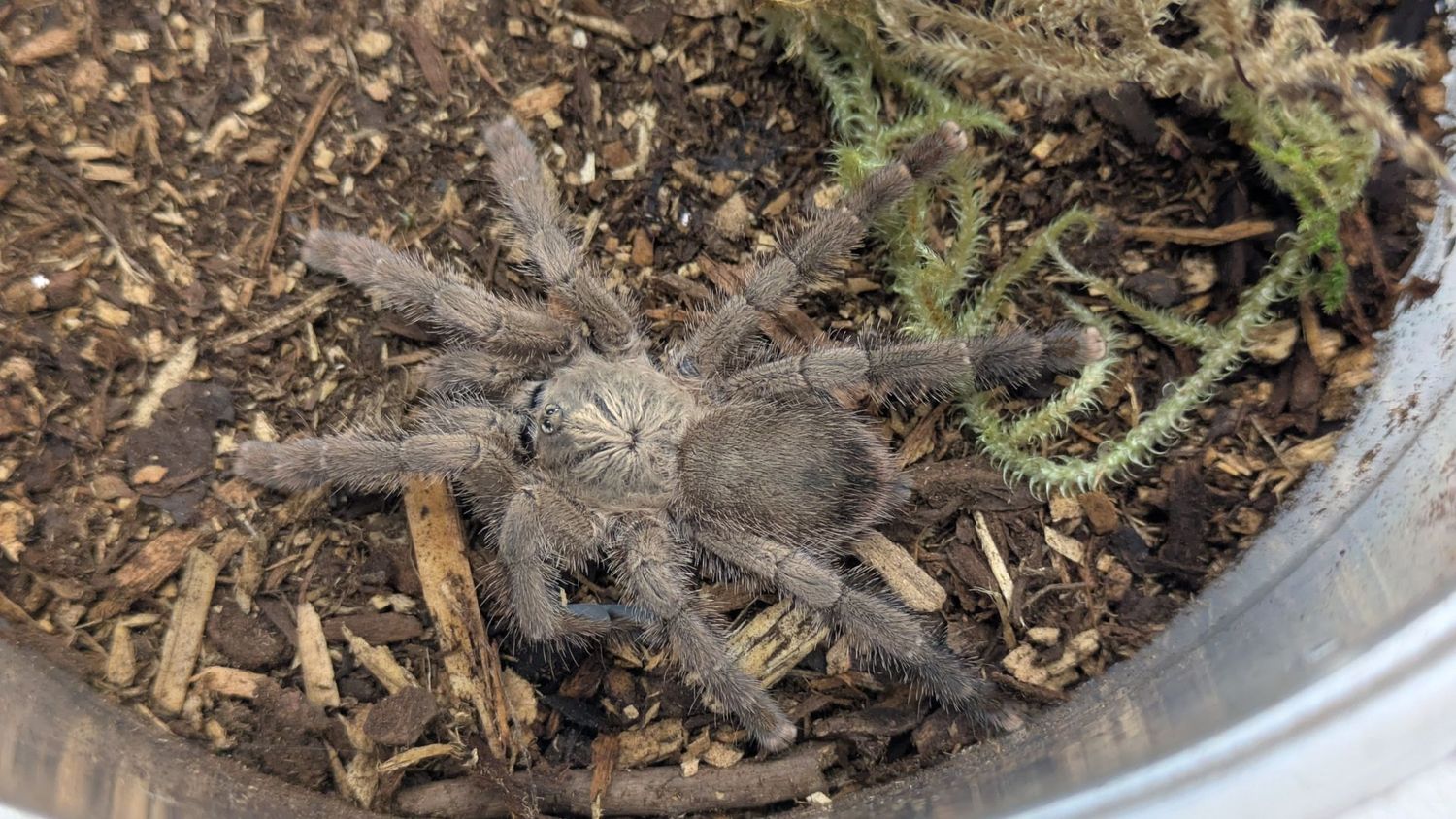 Caribena laeta 3" Puerto Rican pink toe